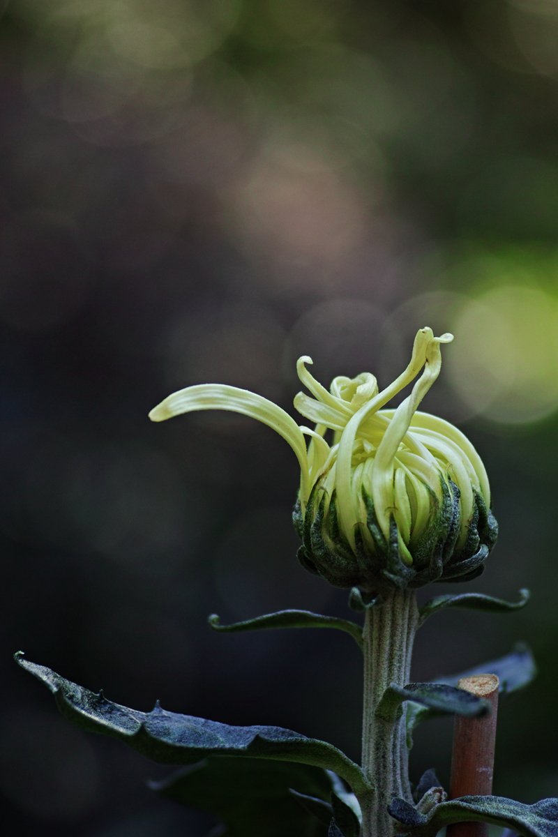 赞美菊花摄影作品图片