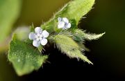 野草花