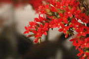 生态:红艳长寿花