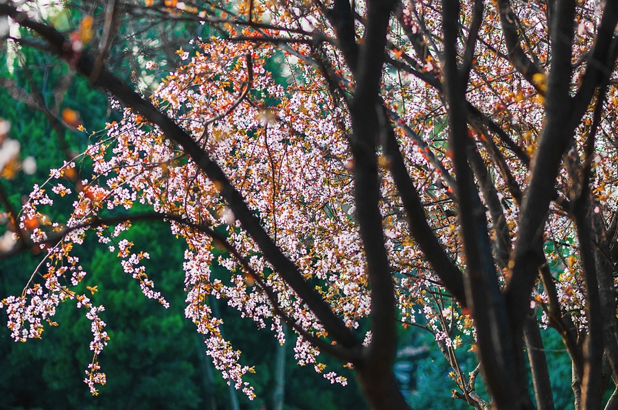 ¼죷