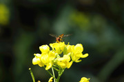 虫趣:春暖花开食蚜虫忙采花