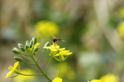 生态虫趣:春暖花开食蚜虫忙采花