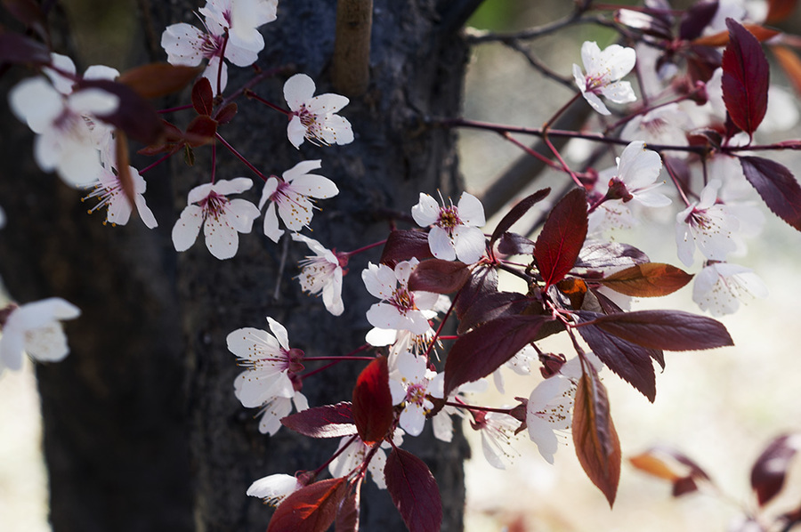折枝花卉摄影图片