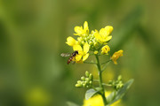 虫趣:食蚜蝇采花忙