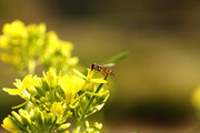 生态虫趣:食蚜蝇采花忙