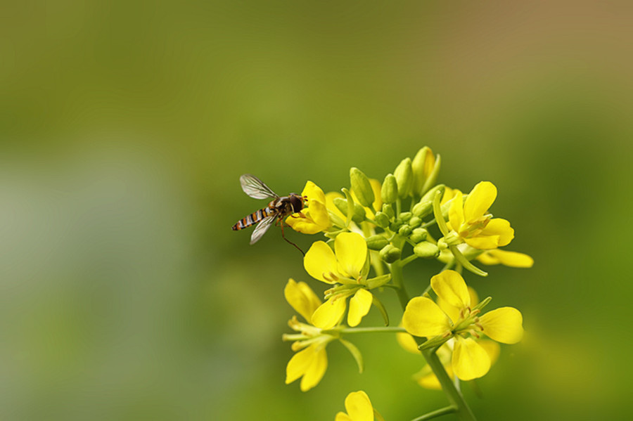 虫趣:花香引来食蚜蝇