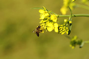 生态虫趣:花开花香引蜂来