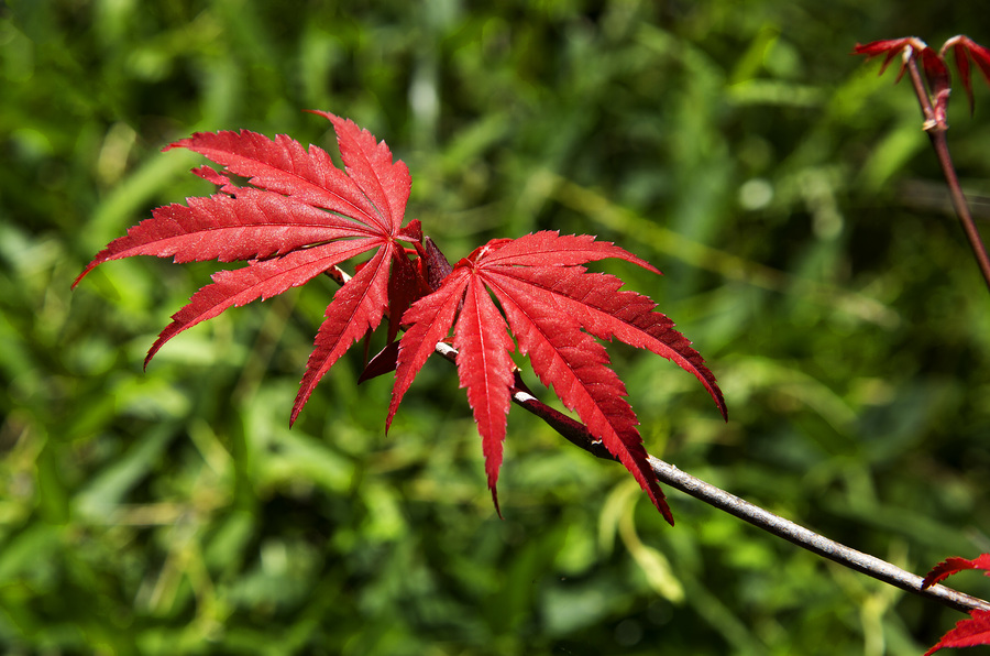 红叶摄影图片 生态摄影