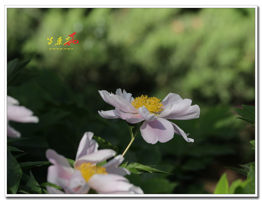 ҩ82022-0444