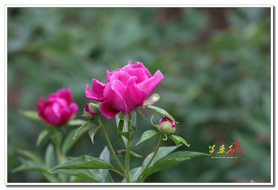 ҩ92022-0445