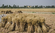 北方的冬小麦已经成熟，到了收割季节，三夏工作拉开了序幕。