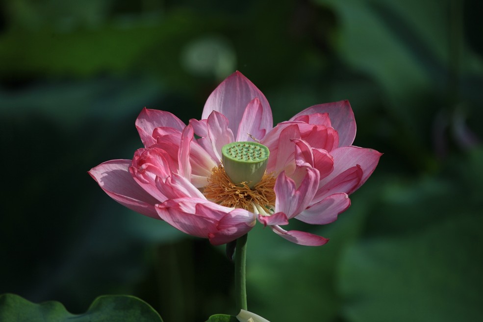 鿴