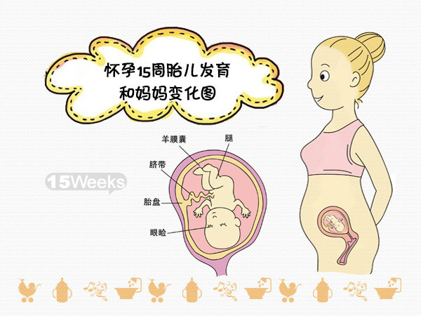 怀孕15周胎儿发育图片