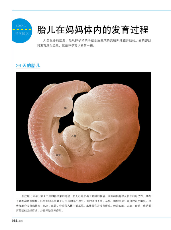 《宝宝圣经：怀孕·分娩·育婴图解大百科》精彩连载