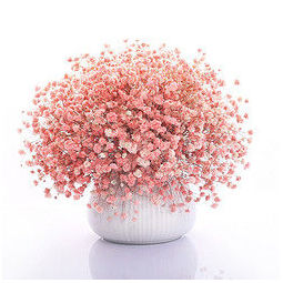 玛格香 大束粉色满天星 椭圆花瓶