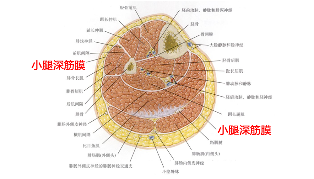 骨筋膜室结构图图片