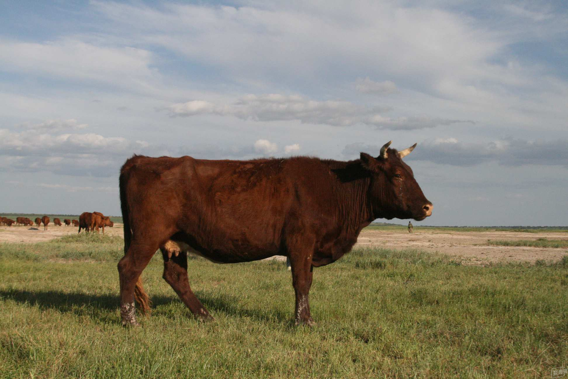 新疆肉牛品种图片