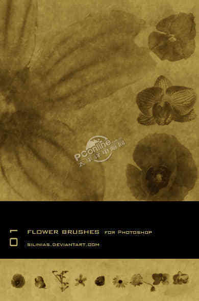 鲜花、花朵造影效果PS笔刷