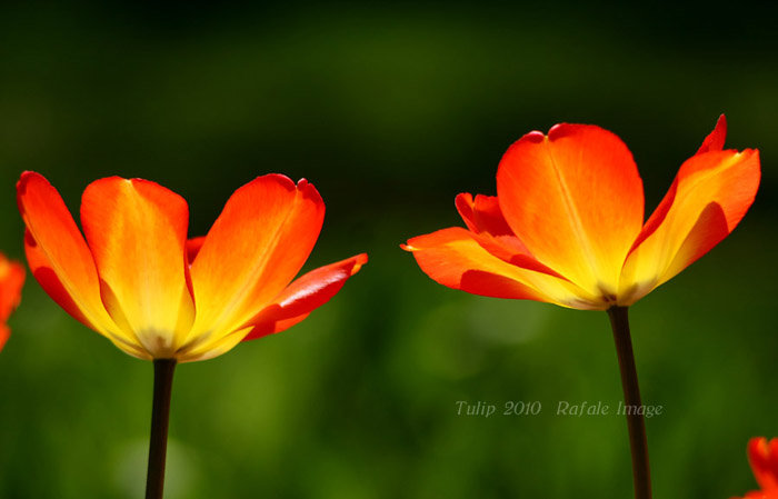 Tulip 2010--߲