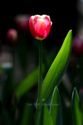 Tulip 2010--߲