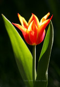 Tulip 2010--߲