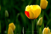 Tulip 2010--߲