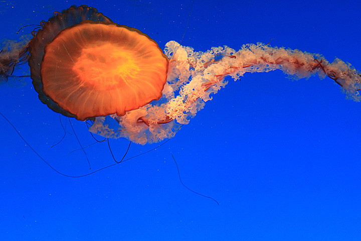 太平洋海刺水母