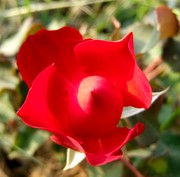 刺玫瑰
