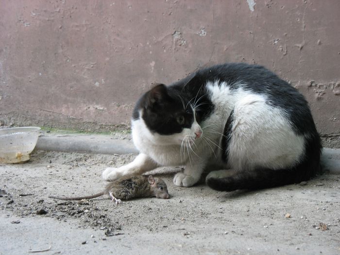 猫抓老鼠游戏之一