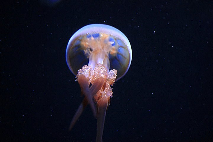 太平洋水母