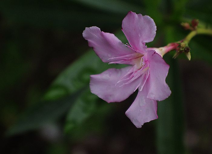 18-55+ǾĽ뼰