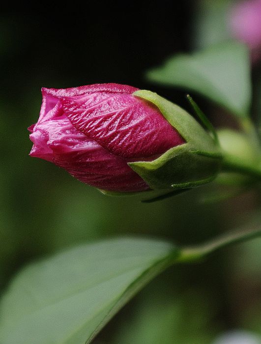 18-55+ǾĽ뼰
