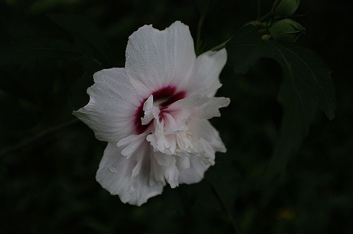 18-55+ǾĽ뼰