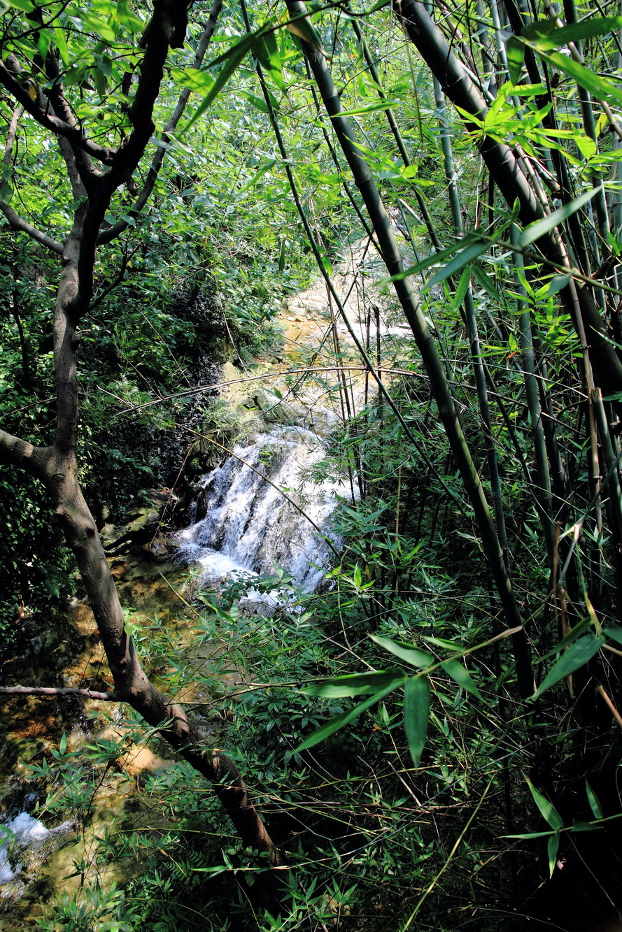 高明西岸图片