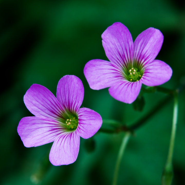 夏日の小花