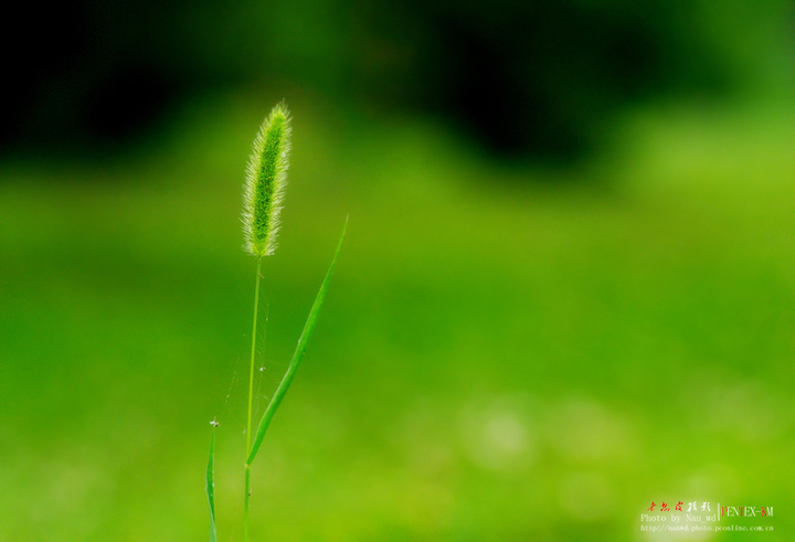 【狗尾巴草攝影圖片】公園生態攝影_老樹皮的攝影博客_太平洋電腦網