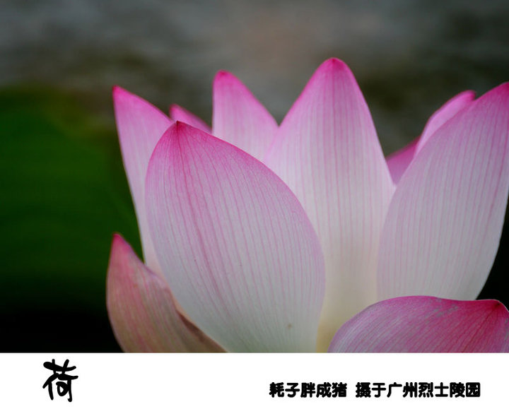 2010Ĺݺɻ棩