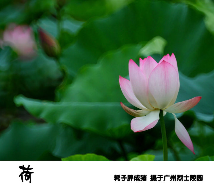 2010Ĺݺɻ棩