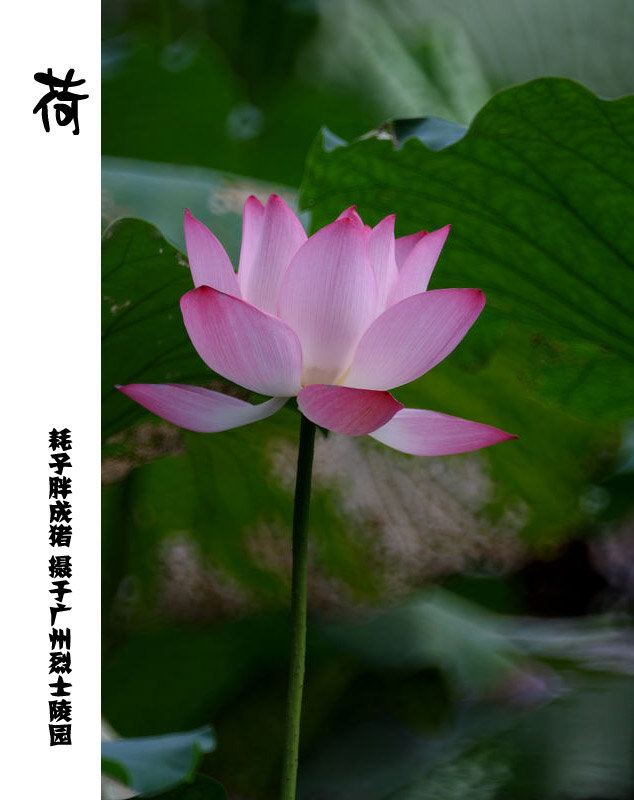 2010Ĺݺɻ棩