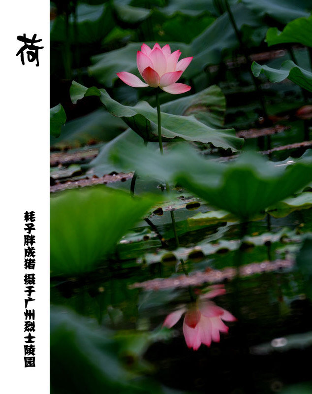 2010Ĺݺɻ棩