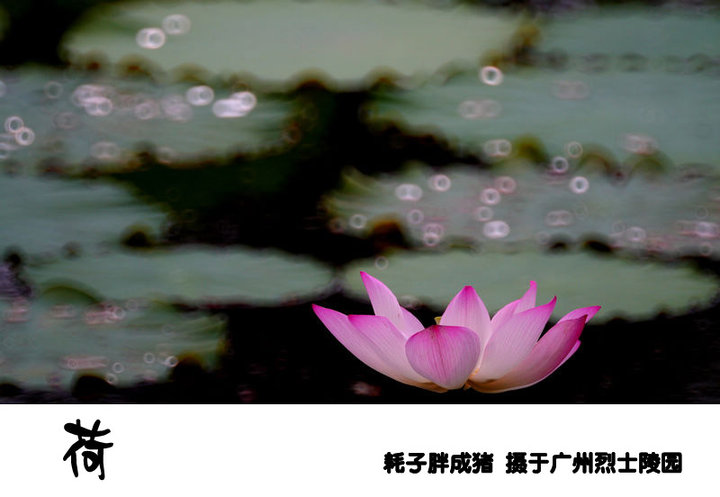 2010Ĺݺɻ棩