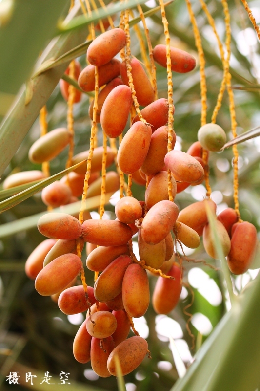 新疆椰枣树图片图片