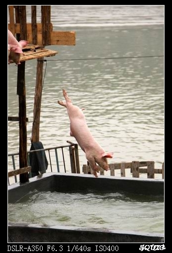 小猪跳水