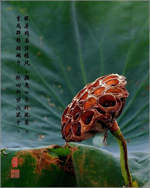 ֮Ӱ
