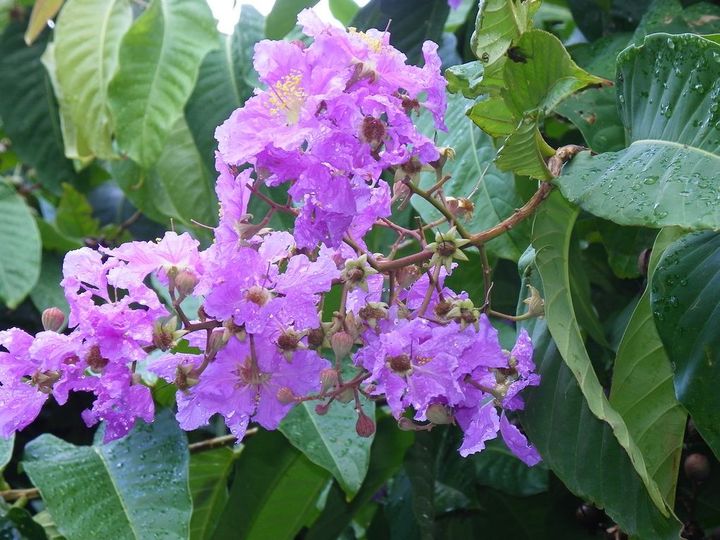 ޱʢ֮