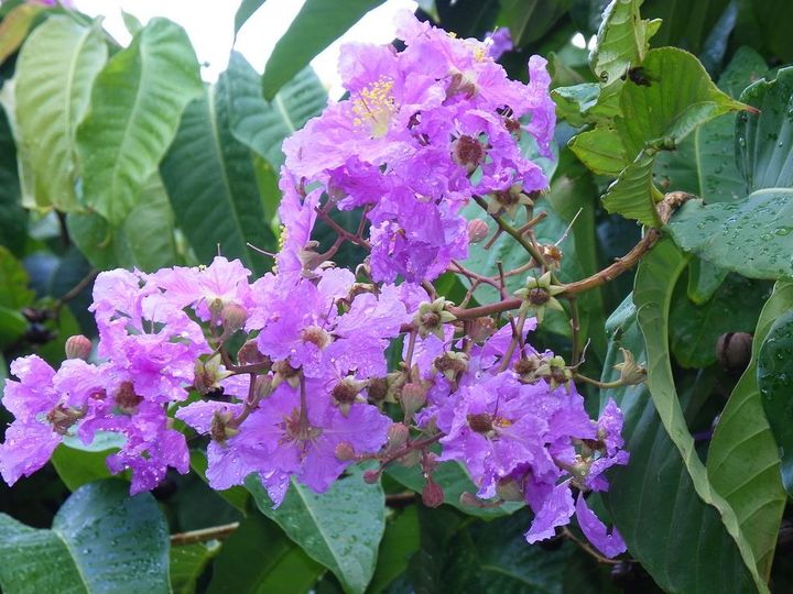 ޱʢ֮