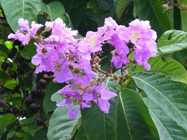 ޱʢ֮