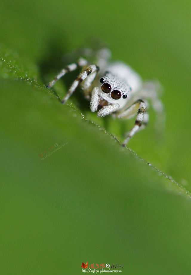 白色透明蜘蛛脚长图片