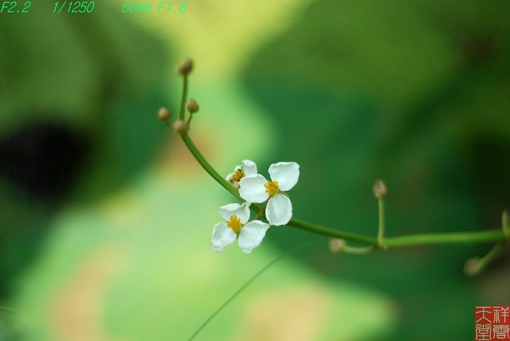 ļ