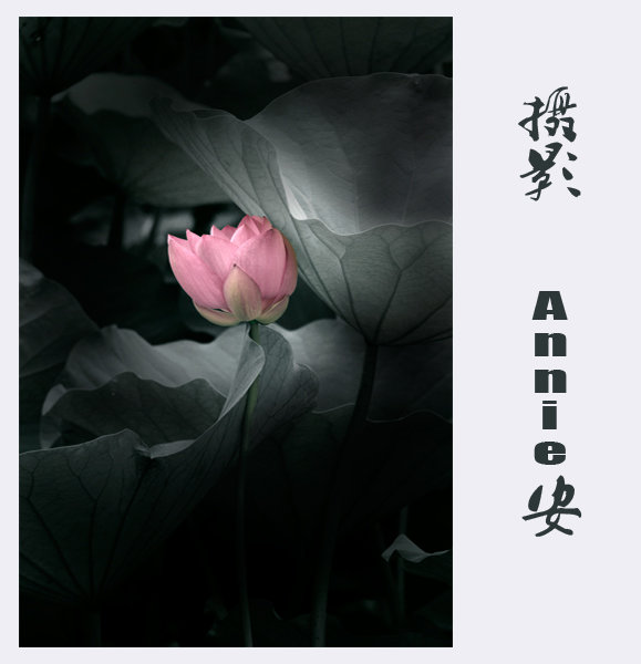 【山有扶苏,隰有荷华摄影图片】山东生态摄影